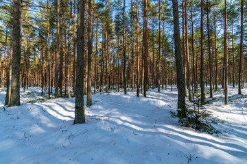 Naklejka premium sunny day in forest in snowy winter time