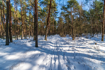 sunny day in forest in snowy winter time
