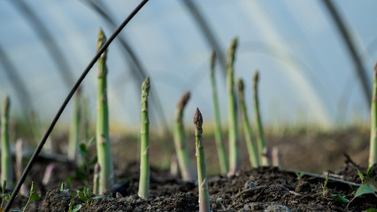 Asperge verte en terre