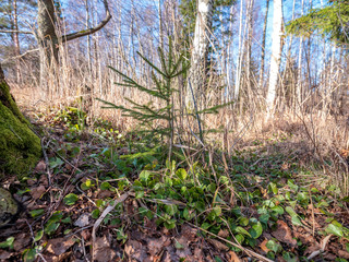 young spruce tree in spring day on blur background