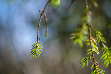young spruce tree in spring day on blur background