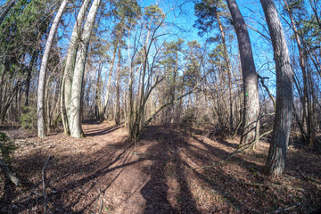 fisheye lens distorted view of forest in sunny spring day