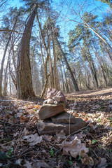 fisheye lens distorted view of forest in sunny spring day