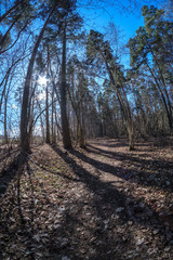 fisheye lens distorted view of forest in sunny spring day