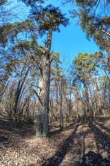 Fototapeta na wymiar fisheye lens distorted view of forest in sunny spring day