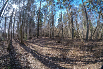 fisheye lens distorted view of forest in sunny spring day