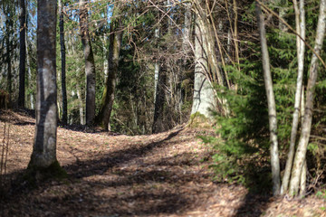 young spruce tree in spring day on blur background