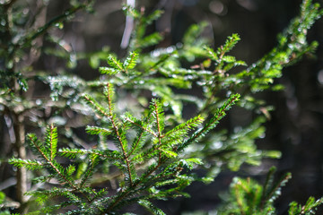 young spruce tree in spring day on blur background