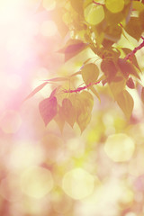 Green-orange leaves with lens flare background in sunny day