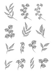 Vector designer elements set collection of greeng leaves herbs
