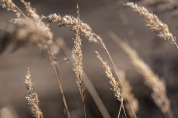grass bents on blur background