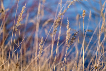 grass bents on blur background