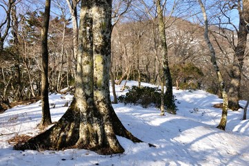 雪の天王寺尾根