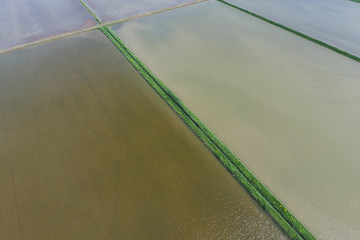 Flooded rice paddies. Agronomic methods of growing rice