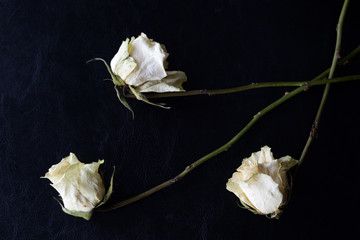 Dried white roses on a dark background close up