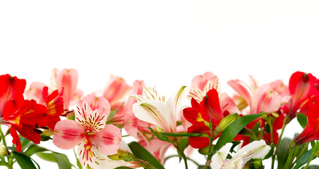 Panorama of flowers on a white background. Close-up of bright colors on a white background for design. Spring and summer Alstroemeria.