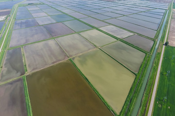 Flooded rice paddies. Agronomic methods of growing rice