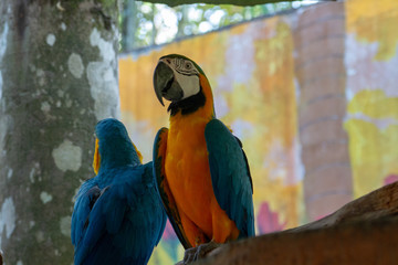 blue and yellow macaw on branch