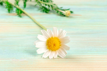 A closeup photo of a daisy flower on a teal blue background with a place for text, a summer banner