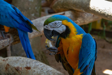 blue and yellow macaw