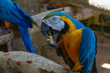 blue and yellow macaw
