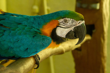 blue and yellow macaw