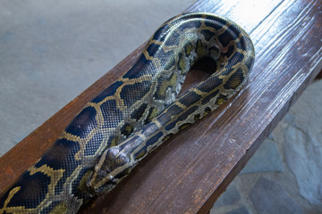 python snake on wooden bench
