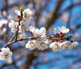 apricot branch with white blooming flowers