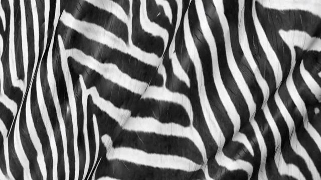 Abstract zebra skin 3D. Background of African theme of wild animals.