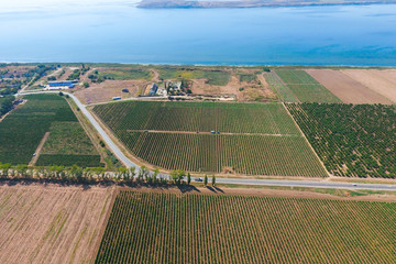 Grape orchards bird's-eye view. Vine rows. Top view on the garden on a background of the estuary, village and sky