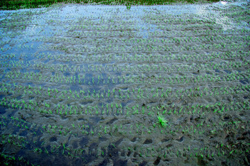 Paddy fields with new seedlings, wet soil