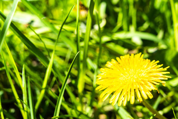 Yellow dandelion against the background of an indistinct green grass.