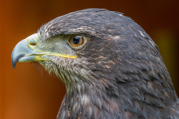 Grey buzzard eagle