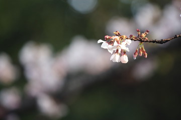 桜