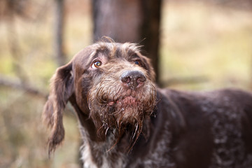Dog breed Drathaar German Wirehaired pointer portrait  on nature