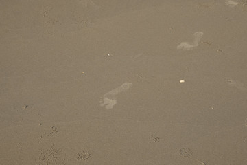 footprint on beach