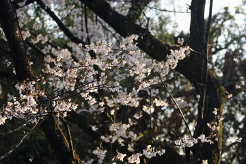 桜