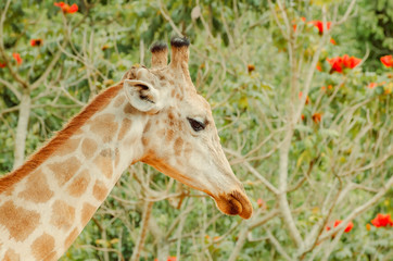 Close up on a head of a giraffe. Framed brown giraffe. Green vegetatin with red flowers blurred on background.