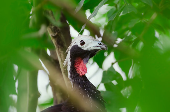 Close up on a Red-throated piping guan bird between leaves of a tree. Bird also known as Cujubi (jacu) in Brazil.