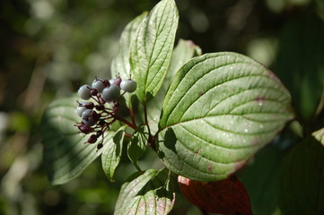  flower bloom spring bud petal garden green background macro