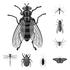 Isolated object of insect and fly sign. Set of insect and element stock symbol for web.