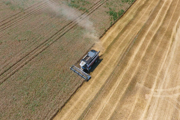Harvesting wheat harvester