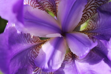 Obraz na płótnie Canvas iris flower bloom spring bud petal garden green background macro