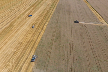Fototapeta premium Harvesting wheat harvester