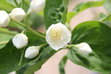 Obraz na płótnie Canvas jasmine Chafer flower bloom spring bud petal garden green background macro