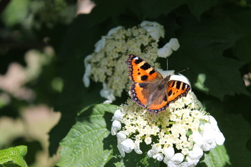 butterfly on a flower  bloom spring bud petal garden green background macro