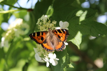 Fototapeta na wymiar butterfly on a flower bloom spring bud petal garden green background macro