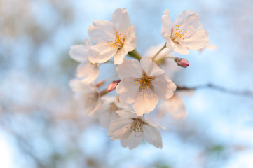 Sakura flowers isolated on blue sky background. Close-up. Horizontal shot.