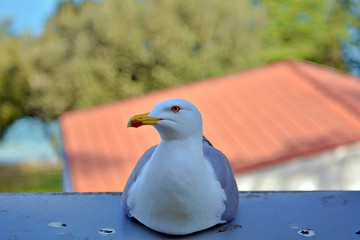 seagull on the loggia