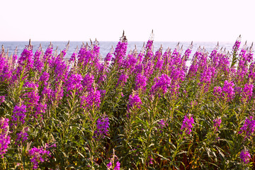 Fototapeta na wymiar flower willow tea on the on the shore of the White Sea